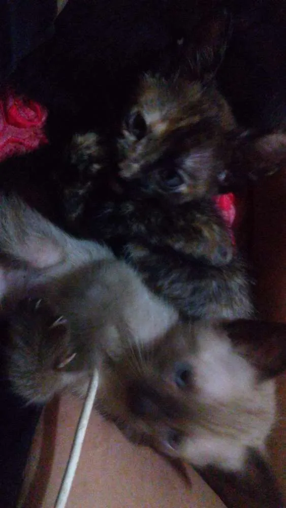 Gato ra a Sienes idade 2 a 6 meses nome Sem