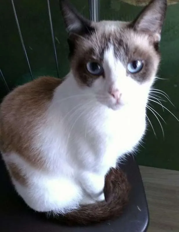 Gato ra a  idade 1 ano nome Tita