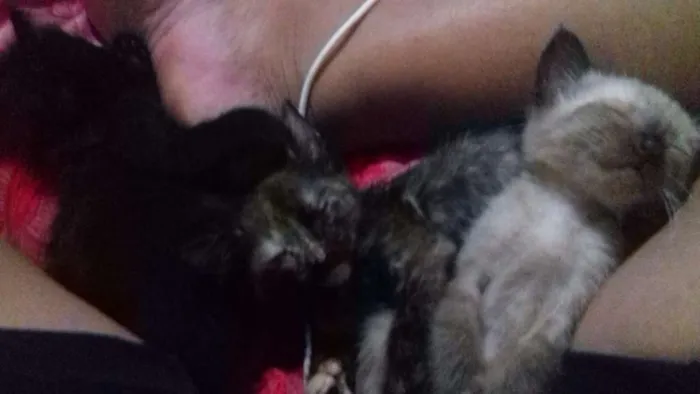 Gato ra a Sienes idade 2 a 6 meses nome Sem