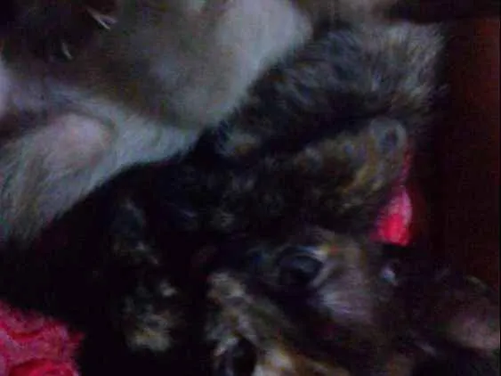 Gato ra a Sienes idade 2 a 6 meses nome Sem