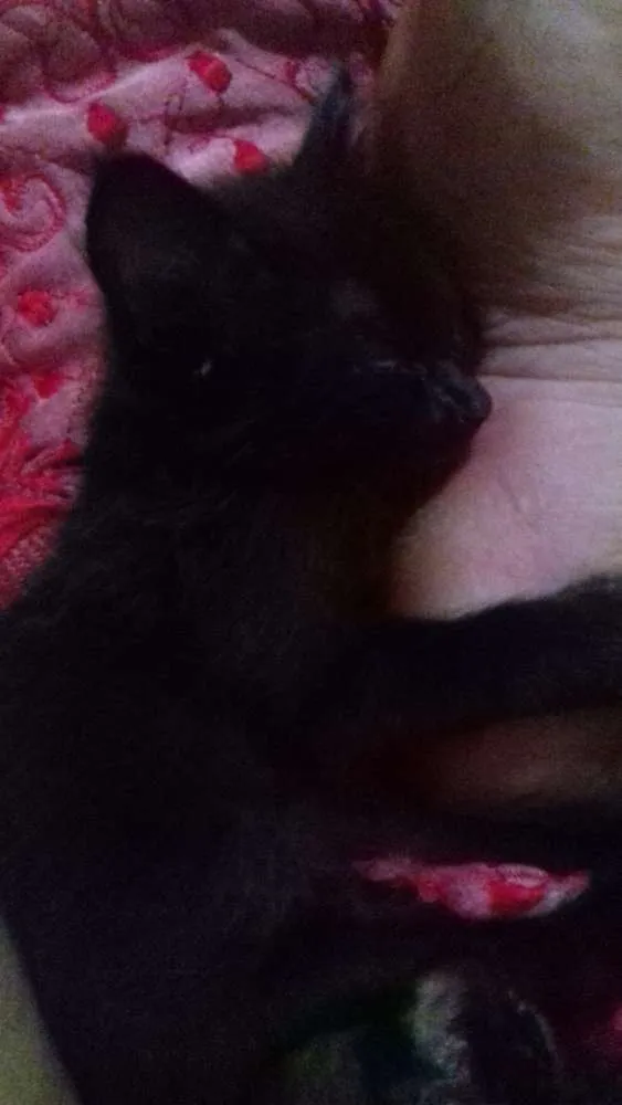 Gato ra a Sienes idade 2 a 6 meses nome Sem