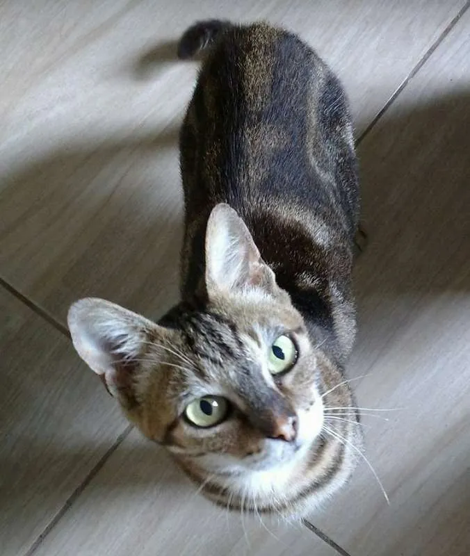 Gato ra a  idade 6 ou mais anos nome Suzy