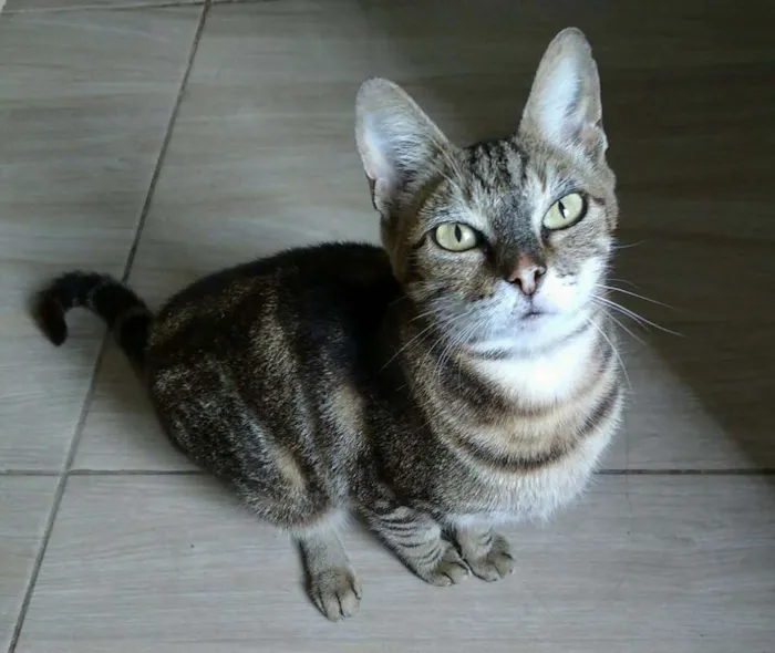 Gato ra a  idade 6 ou mais anos nome Suzy
