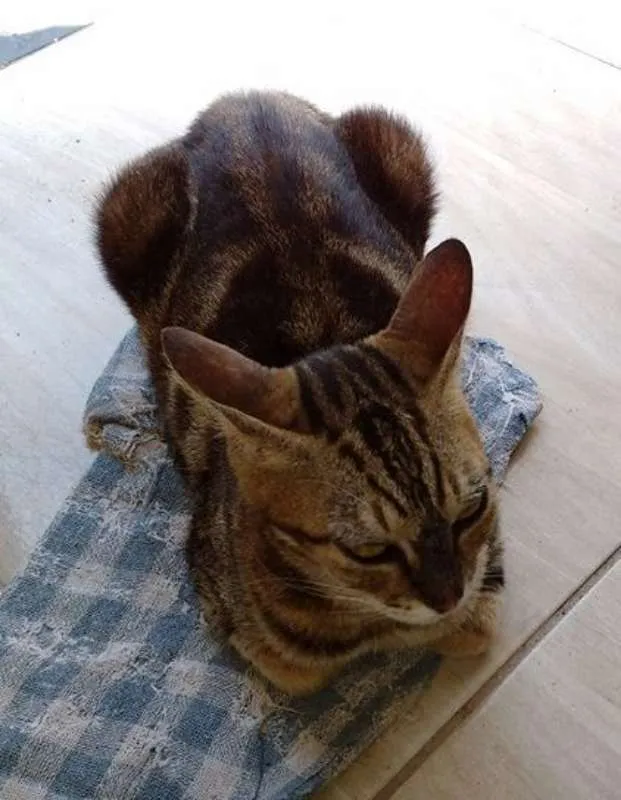 Gato ra a  idade 6 ou mais anos nome Suzy
