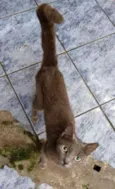 Cinza