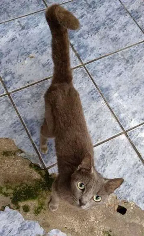 Gato ra a  idade 2 anos nome Cinza