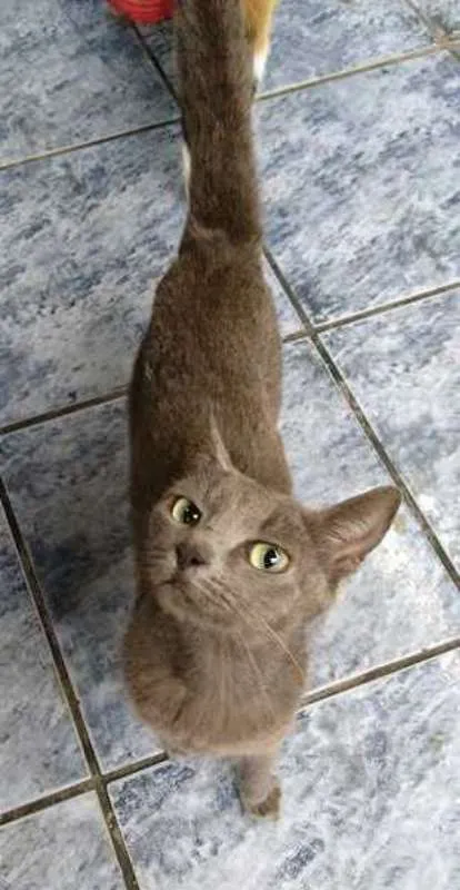 Gato ra a  idade 2 anos nome Cinza