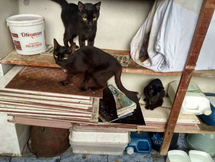 Gato ra a  idade 2 anos nome Trio 