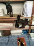 Trio 