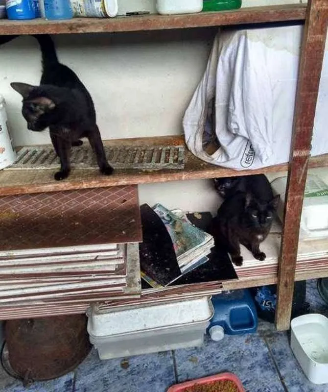 Gato ra a  idade 2 anos nome Trio 