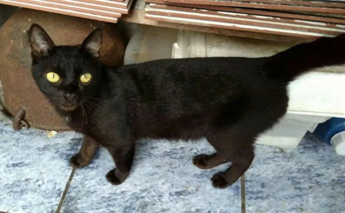 Gato ra a  idade 2 anos nome Trio 