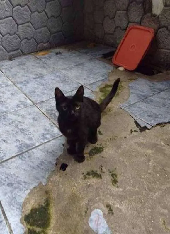 Gato ra a  idade 2 anos nome Trio 