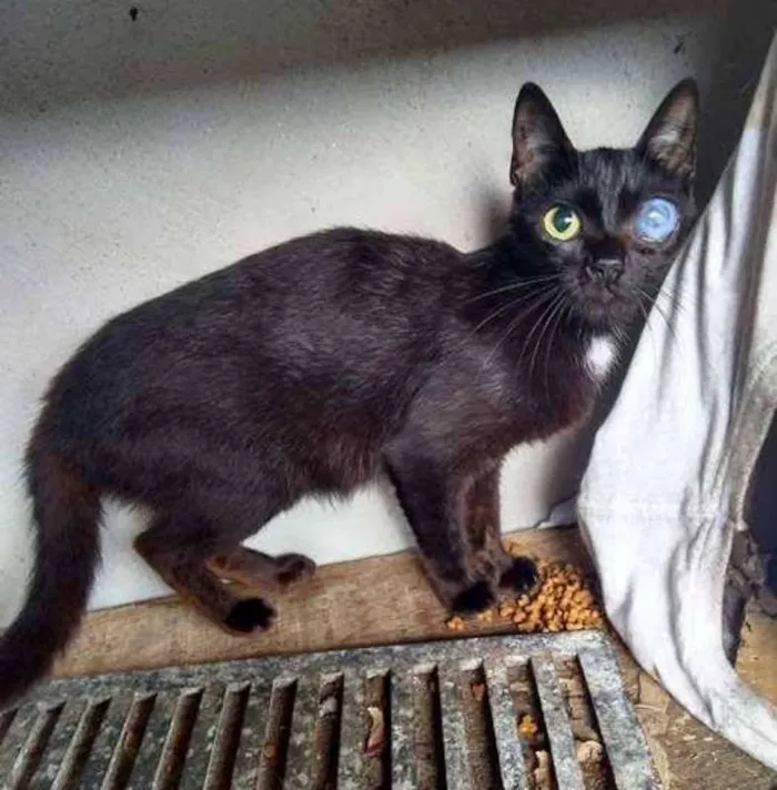 Gato ra a  idade 2 anos nome Trio 