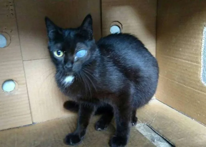 Gato ra a  idade 2 anos nome Pretinha 