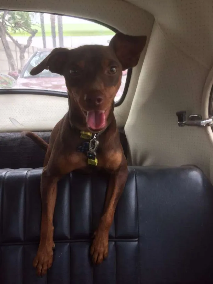 Cachorro ra a SRD idade 2 anos nome Chocolate