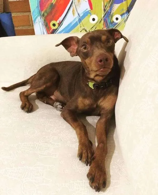 Cachorro ra a SRD idade 2 anos nome Chocolate