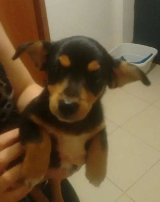 Cachorro ra a não sei idade 2 a 6 meses nome Tonho