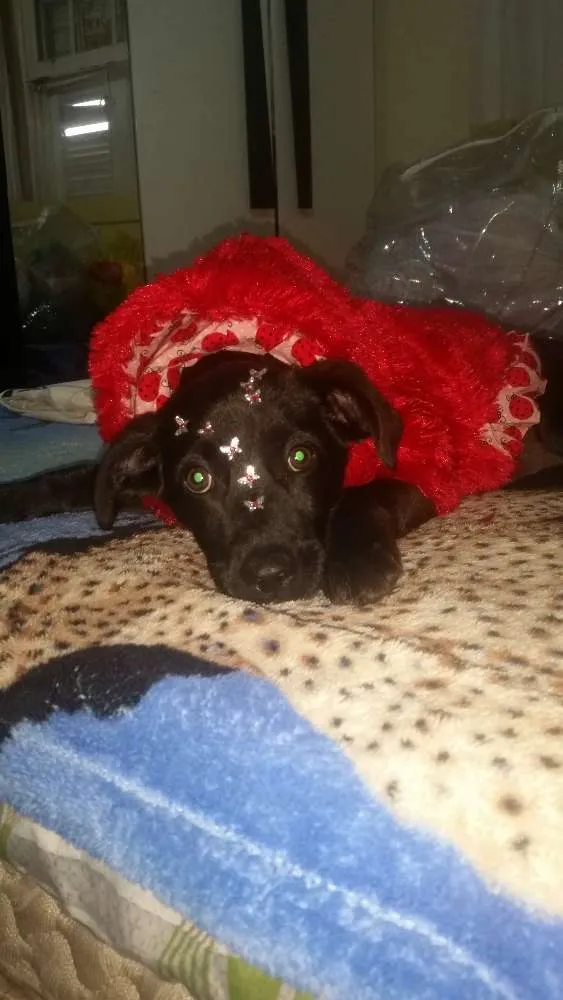 Cachorro ra a Srd idade 2 a 6 meses nome Amy filhote  