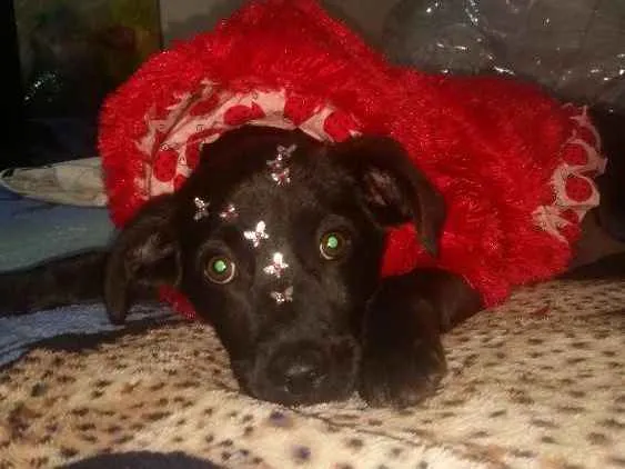 Cachorro ra a Srd idade 2 a 6 meses nome Amy filhote  