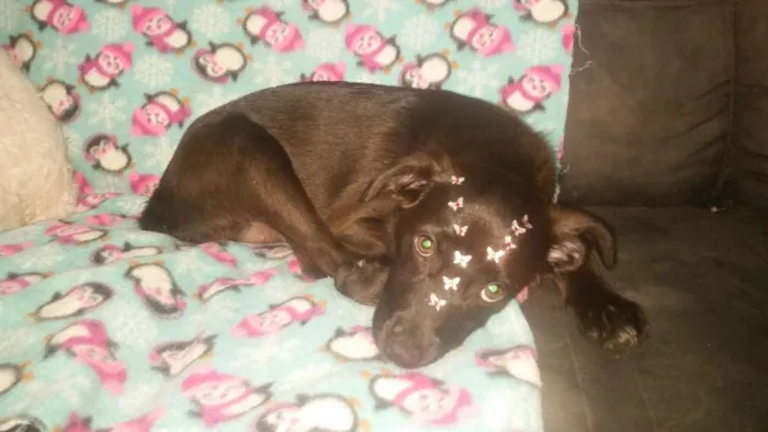 Cachorro ra a Srd idade 2 a 6 meses nome Amy filhote  