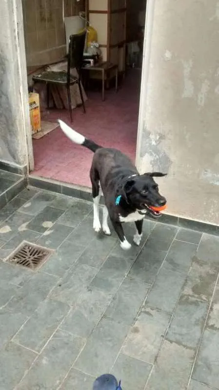 Cachorro ra a viralata idade 3 anos nome Petit