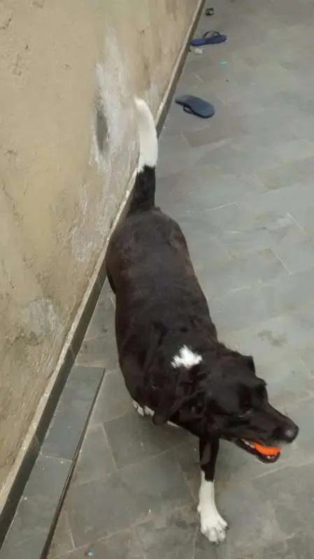 Cachorro ra a viralata idade 3 anos nome Petit