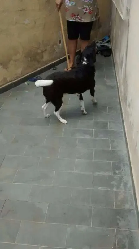 Cachorro ra a viralata idade 3 anos nome Petit