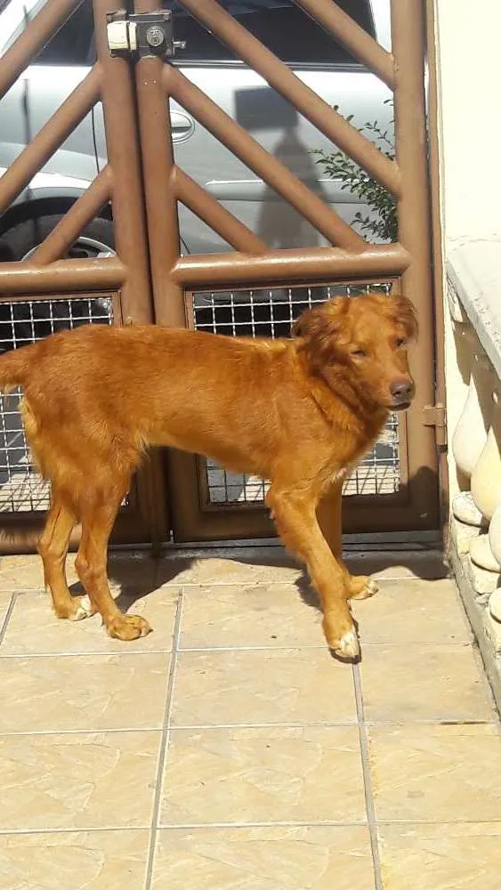 Cachorro raça SRD idade 3 anos nome Mona
