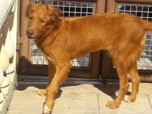 Cachorro raça SRD idade 3 anos nome Mona