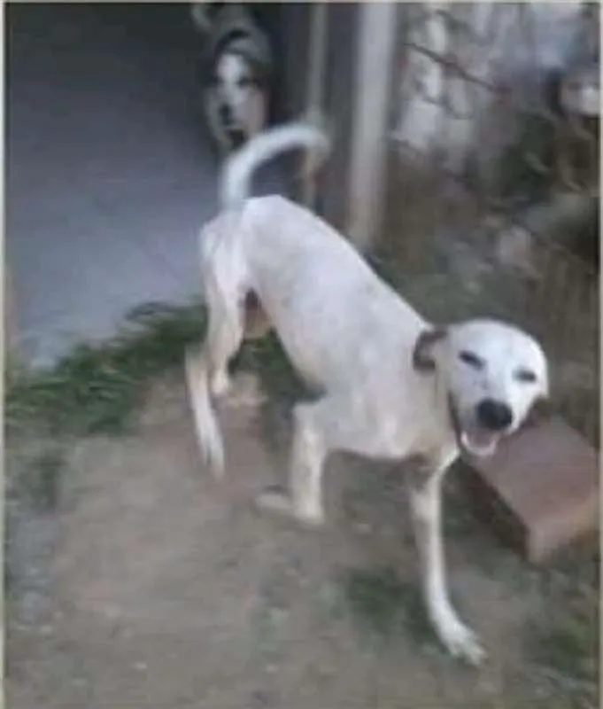 Cachorro ra a SRD idade 7 a 11 meses nome Bino