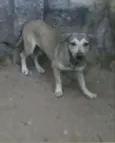 Eme