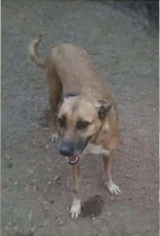 Cachorro ra a SRD idade 1 ano nome Gabriela