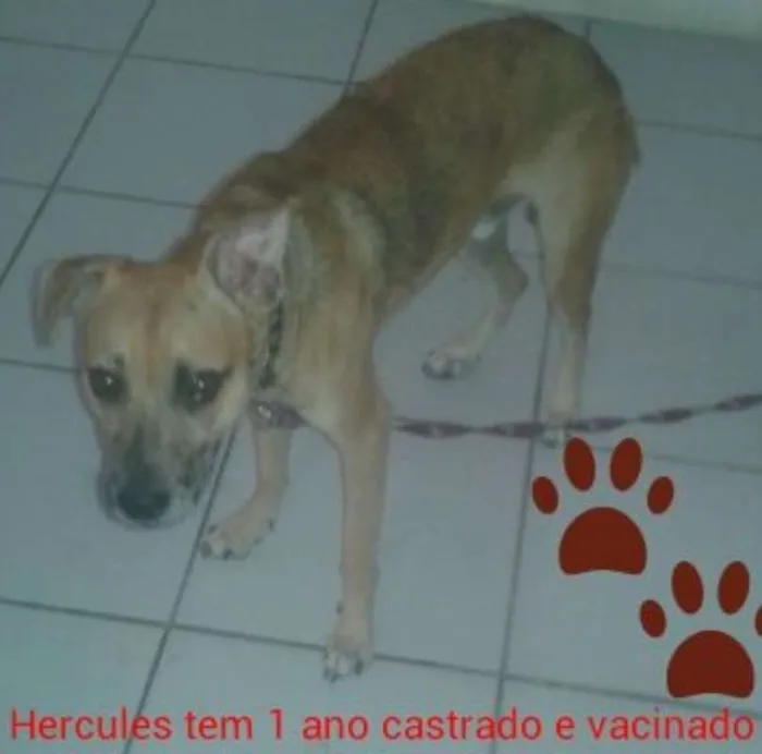 Cachorro ra a SRD idade 1 ano nome Hércules