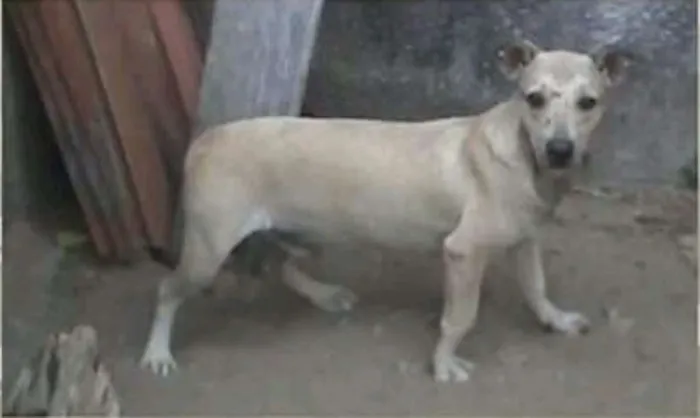 Cachorro ra a SRD idade 7 a 11 meses nome Nino