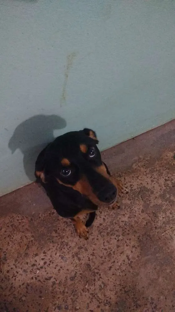 Cachorro raça Não sei idade 1 ano nome Luna