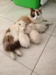 Princesa, Lua e Doci