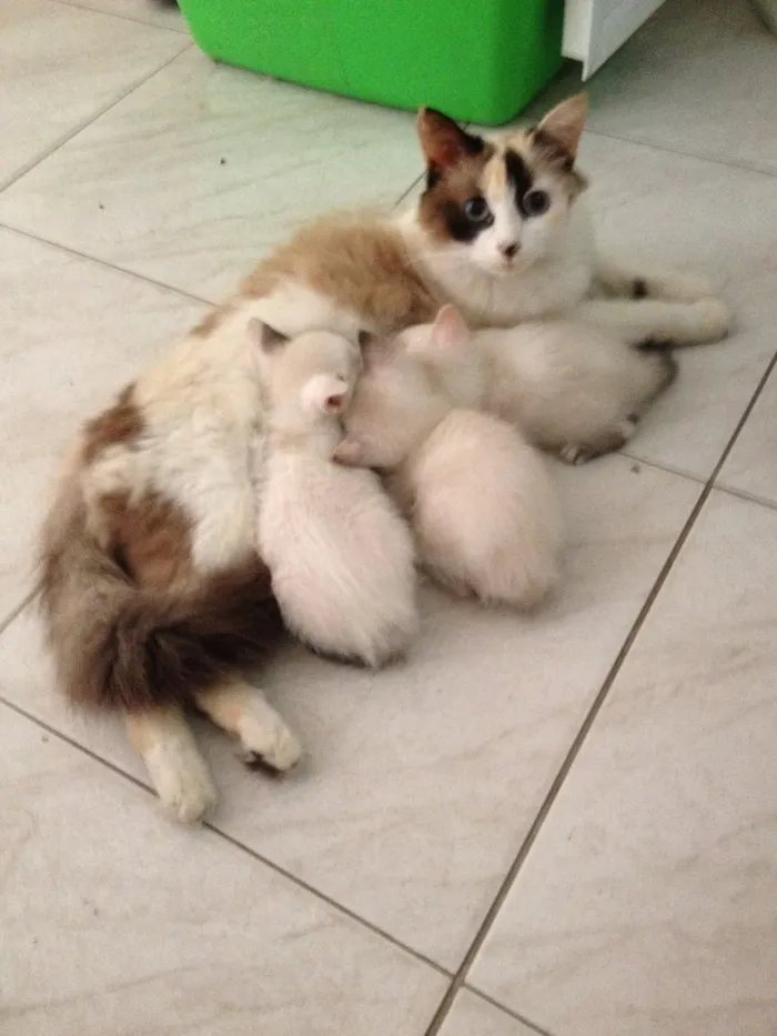 Gato raça Angorá  idade Abaixo de 2 meses nome Princesa, Lua e Doci