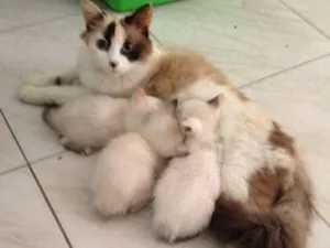 Gato raça Angorá  idade Abaixo de 2 meses nome Princesa, Lua e Doci