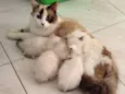 Princesa, Lua e Doci