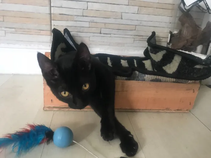 Gato ra a  idade 2 a 6 meses nome Theo