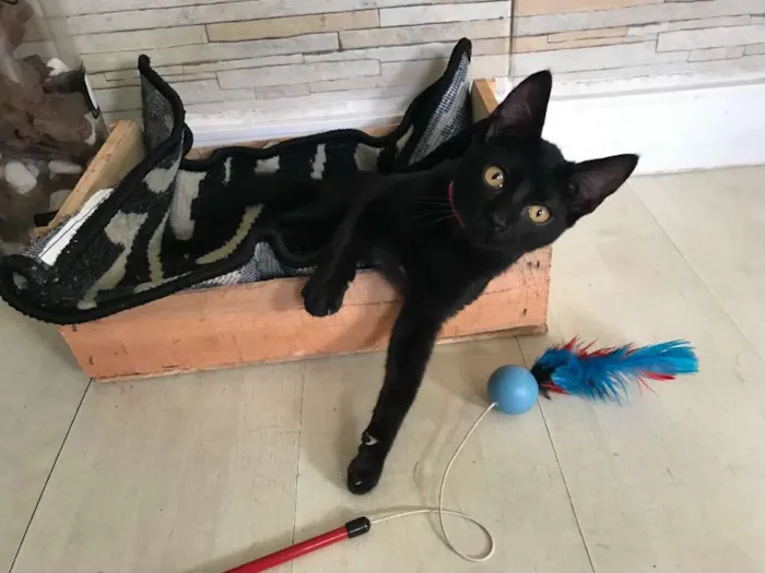 Gato ra a  idade 2 a 6 meses nome Theo