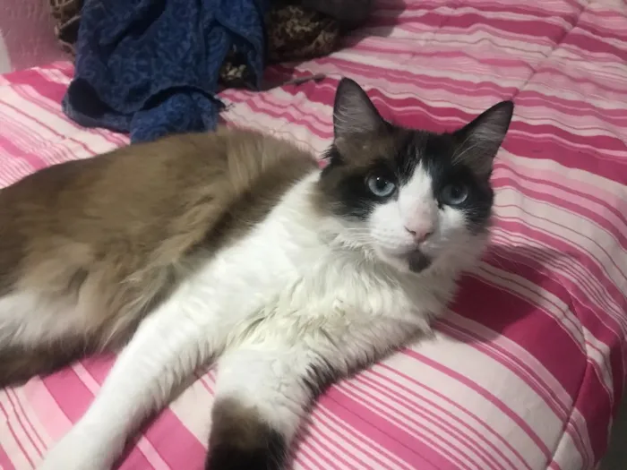 Gato ra a  idade 7 a 11 meses nome Estela 