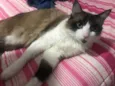 Estela 