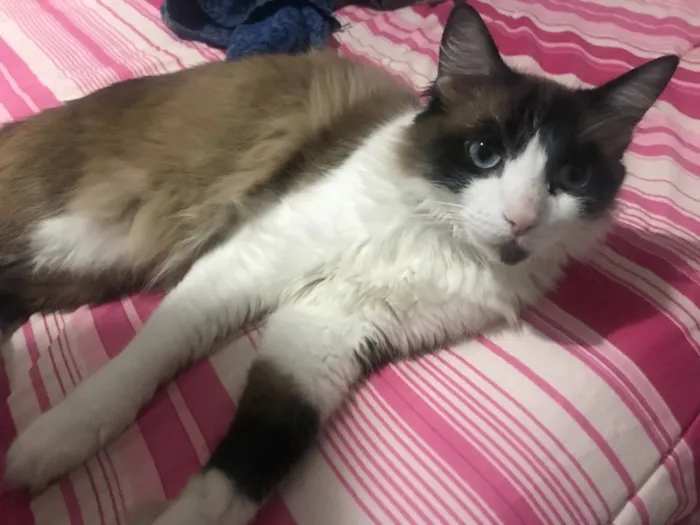 Gato ra a  idade 7 a 11 meses nome Estela 