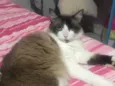 Estela 