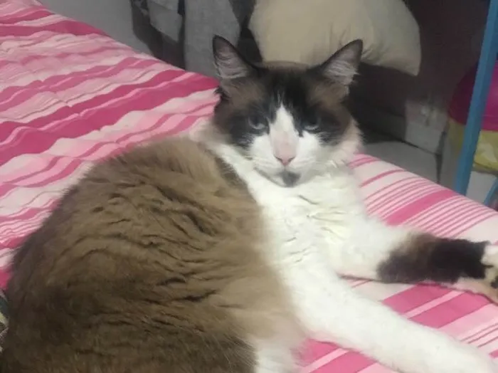 Gato ra a  idade 7 a 11 meses nome Estela 
