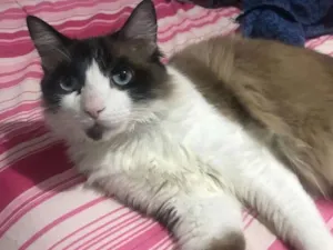 Gato raça  idade 7 a 11 meses nome Estela 