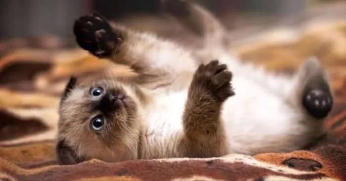 Gato ra a Siamês  idade Abaixo de 2 meses nome Leleco 