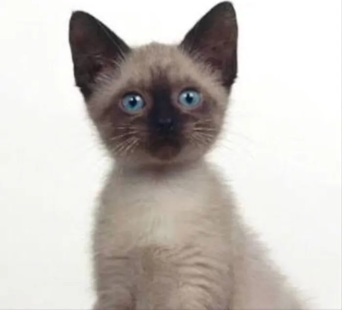 Gato ra a Siamês  idade Abaixo de 2 meses nome Leleco 