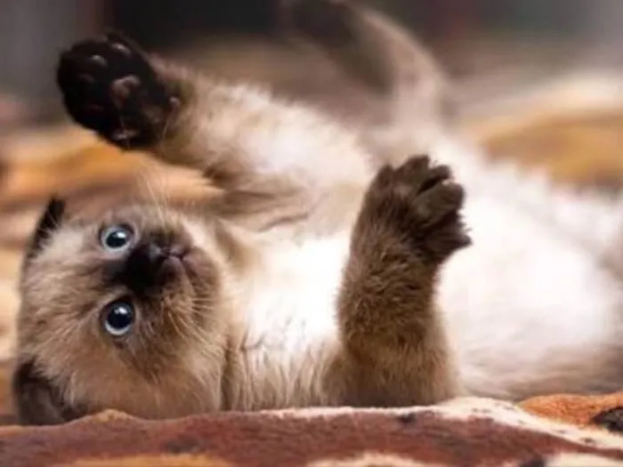 Gato ra a Siamês  idade Abaixo de 2 meses nome Leleco 